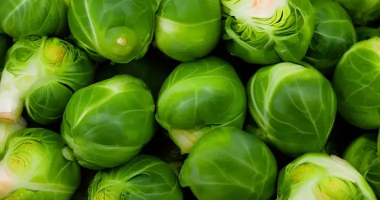 How To Grow Brussels sprouts?